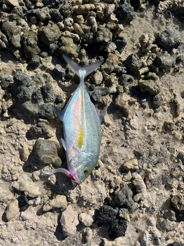 カスミアジの釣果