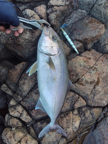 ネリゴの釣果