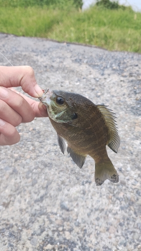 ブルーギルの釣果