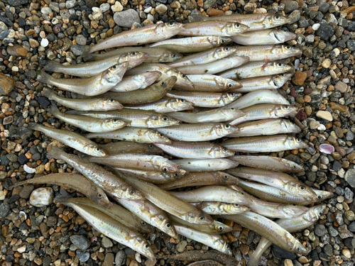 キスの釣果