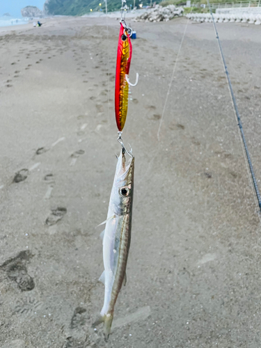 カマスの釣果