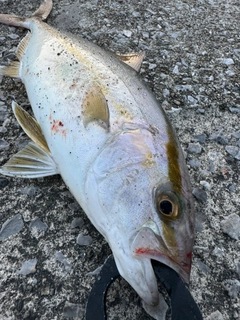 ネリゴの釣果