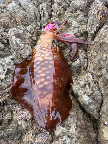 モイカの釣果