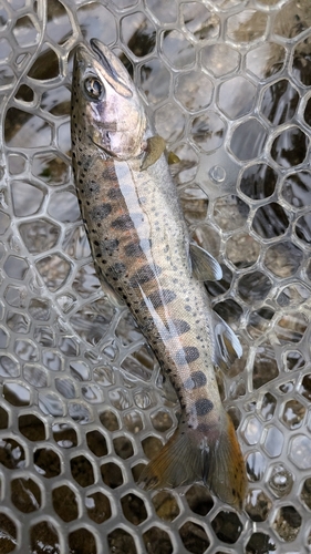 アマゴの釣果