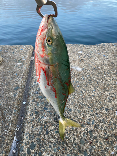 イナダの釣果