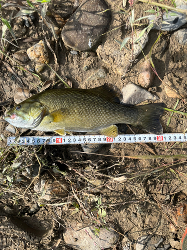 スモールマウスバスの釣果