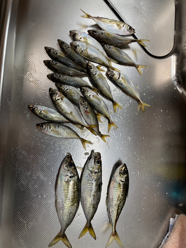 アジの釣果