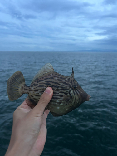 カワハギの釣果