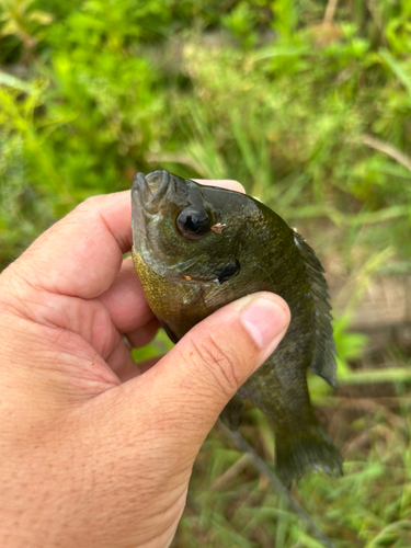 ブルーギルの釣果