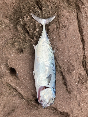 ソウダガツオの釣果