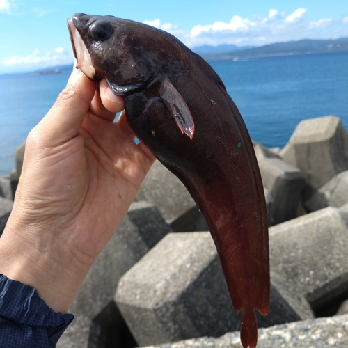 ドンコの釣果