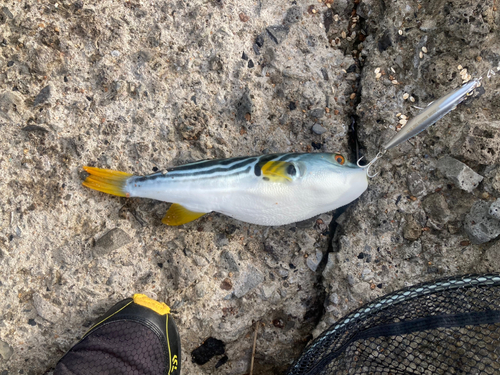 シマフグの釣果