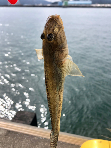 マハゼの釣果