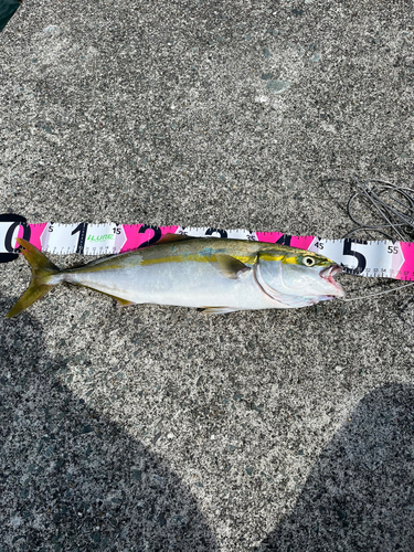 イナダの釣果