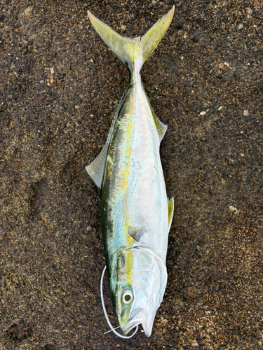 イナダの釣果