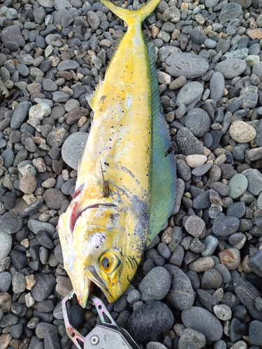 シイラの釣果