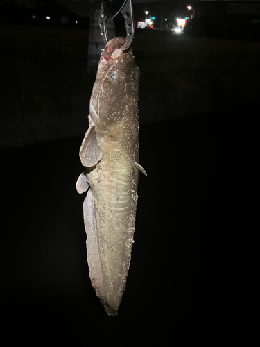 マナマズの釣果