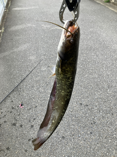 マナマズの釣果