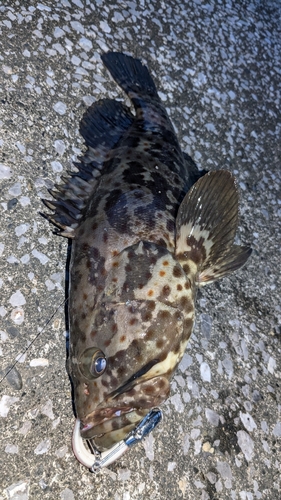 チャイロマルハタの釣果