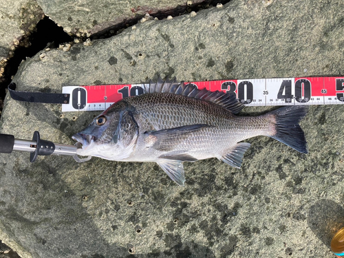 チヌの釣果