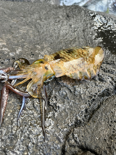 アオリイカの釣果