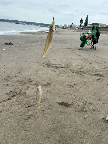 シロギスの釣果