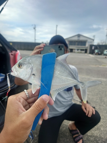 メッキの釣果