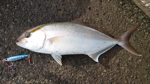 ショゴの釣果