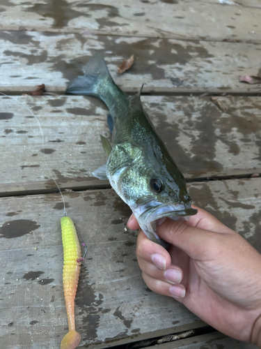 ブラックバスの釣果