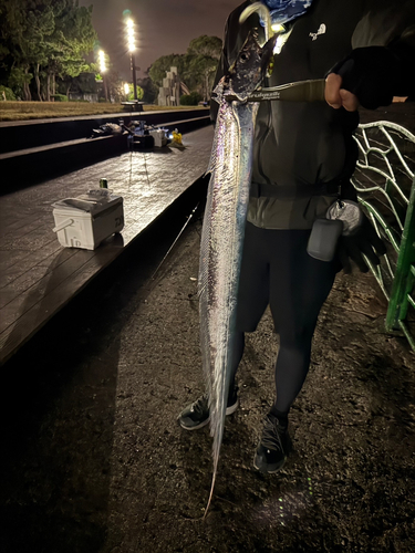 タチウオの釣果