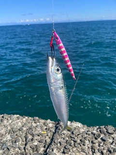 マサバの釣果