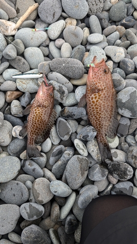 オオモンハタの釣果