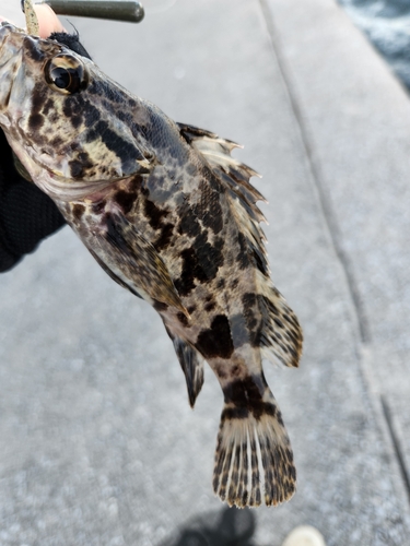 タケノコメバルの釣果