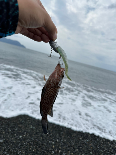 オオモンハタの釣果