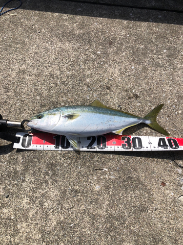 イナダの釣果