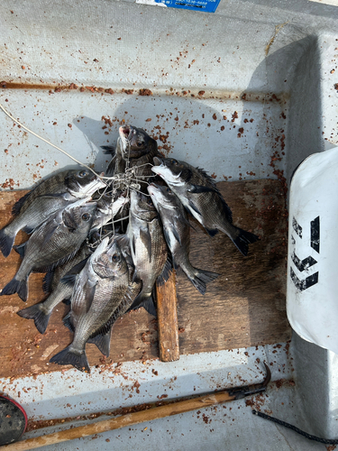 クロダイの釣果