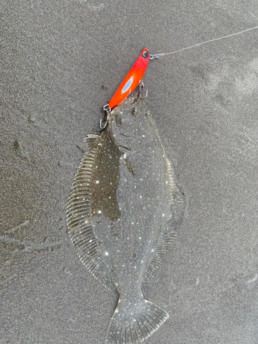 ソゲの釣果