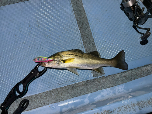 シーバスの釣果