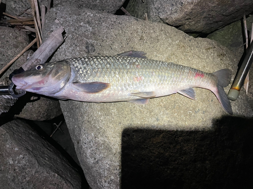 ニゴイの釣果