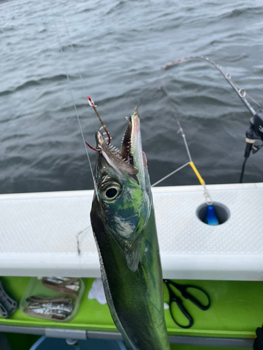 タチウオの釣果