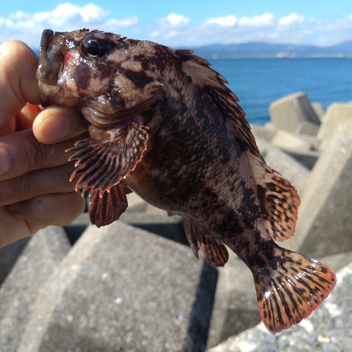 函館湾