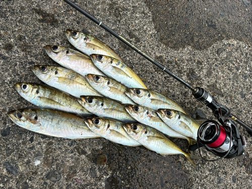 マアジの釣果