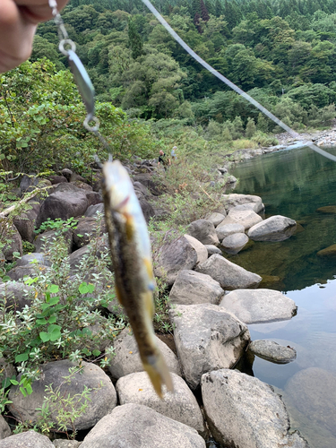 アブラハヤの釣果