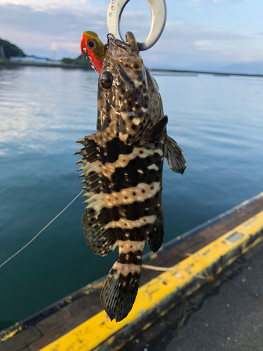 マハタの釣果