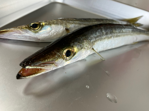 カマスの釣果