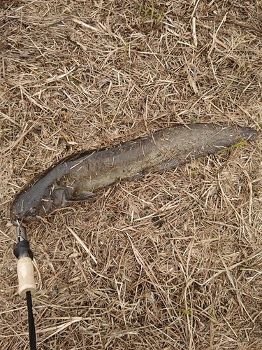 ナマズの釣果