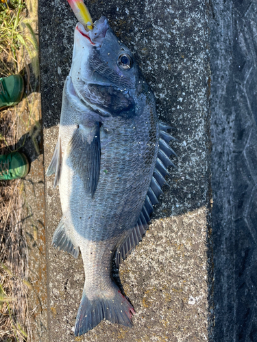 クロダイの釣果