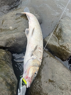 ニゴイの釣果