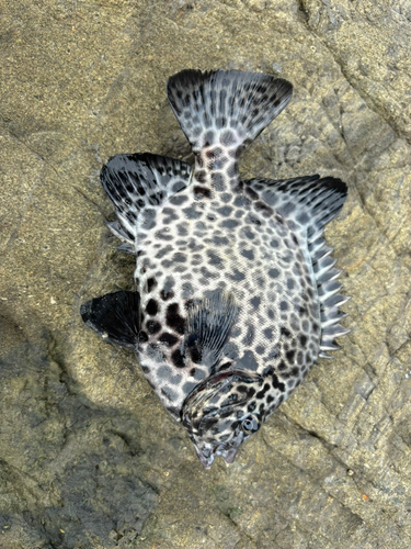 イシガキダイの釣果