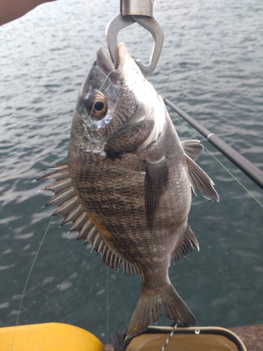 チヌの釣果